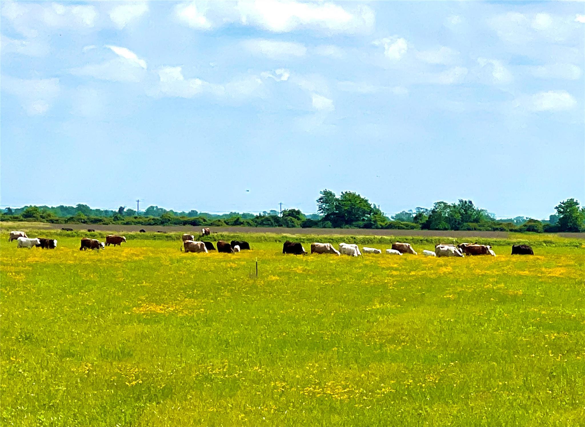 Tbd Tract 4 Beal Road Eagle Lake TX 77434