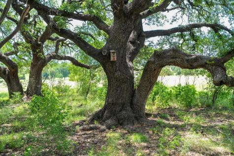Lot 156 Hilandale Drive Kempner TX 76539