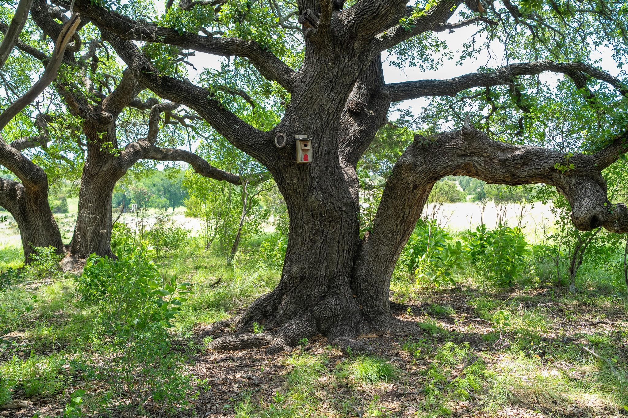 Lot 156 Hilandale Drive Kempner TX 76539