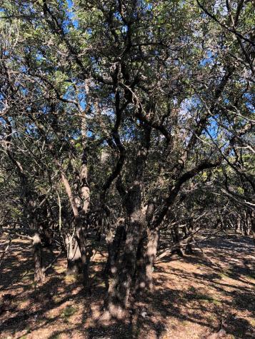 Lot 162 Addax Court Lampasas TX 76550