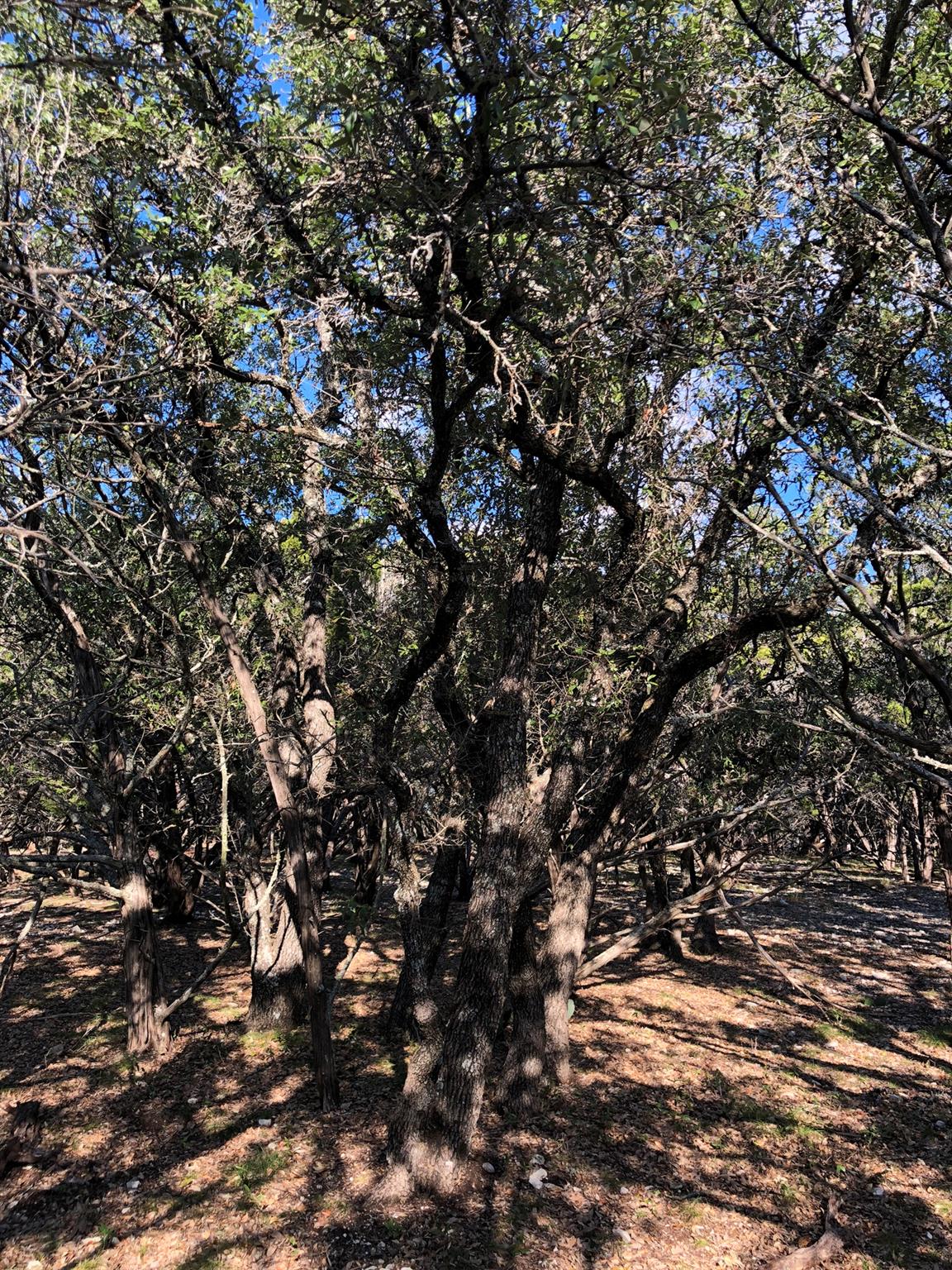 Lot 162 Addax Court Lampasas TX 76550