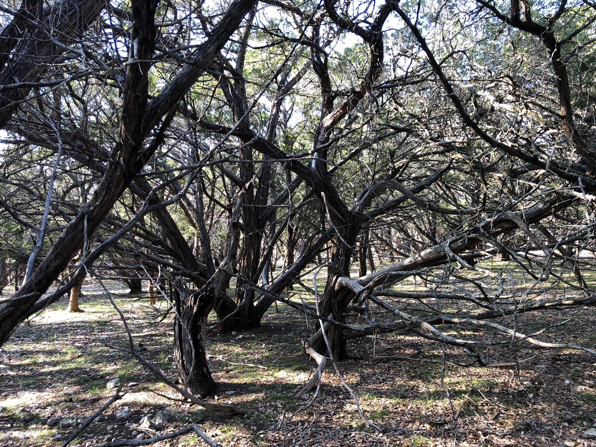 Lot 162 Addax Court Lampasas TX 76550