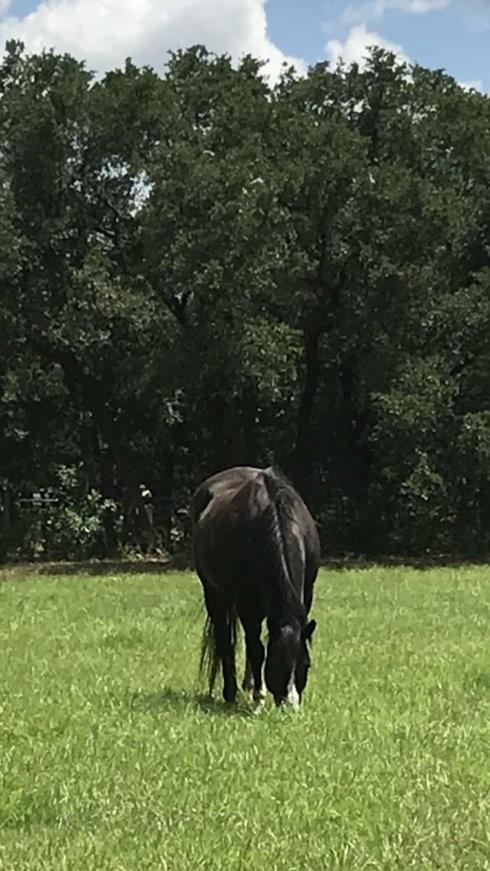 555 River Run Leander TX 78641
