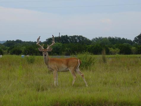 314 Coventry (Lot 374) Drive Spicewood TX 78669