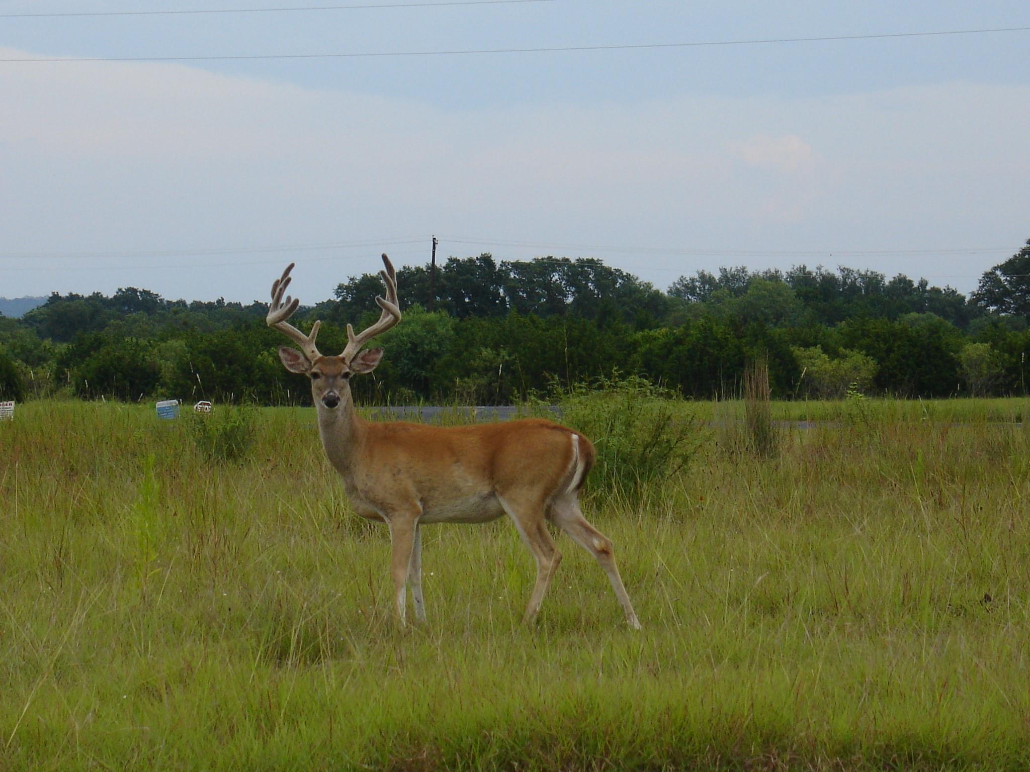 314 Coventry (Lot 374) Drive Spicewood TX 78669