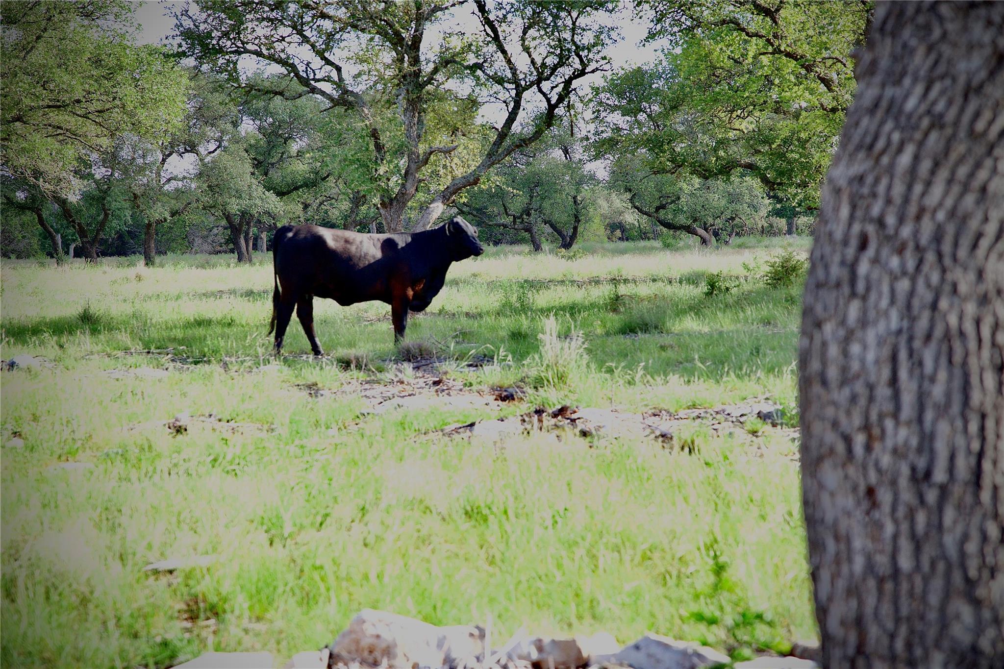 Lot 33 Starfall Drive Lampasas TX 76550