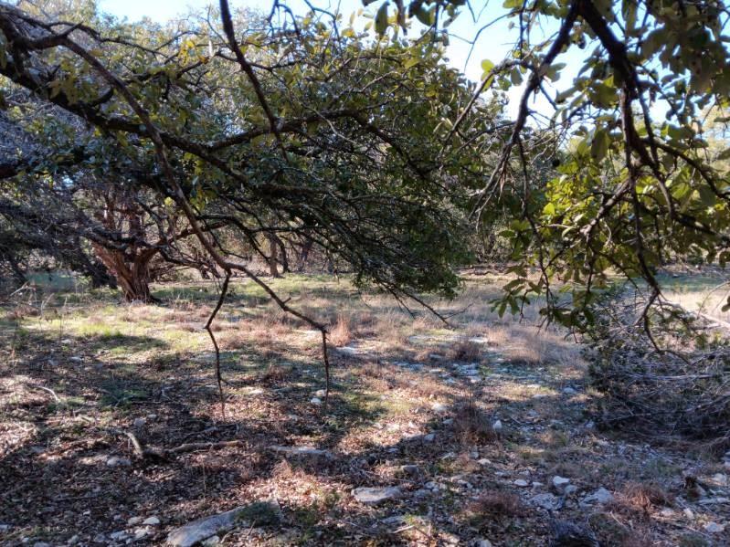101 Timber Line Road Georgetown TX 78633