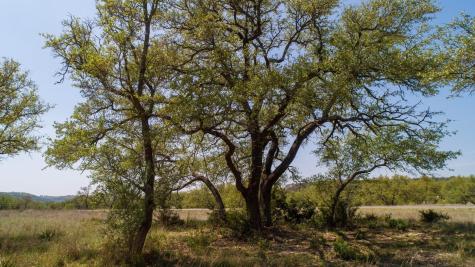 101 Bluff Ridge Trail Blanco TX 78606