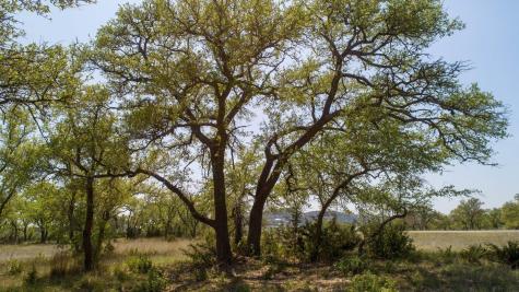 101 Bluff Ridge Trail Blanco TX 78606