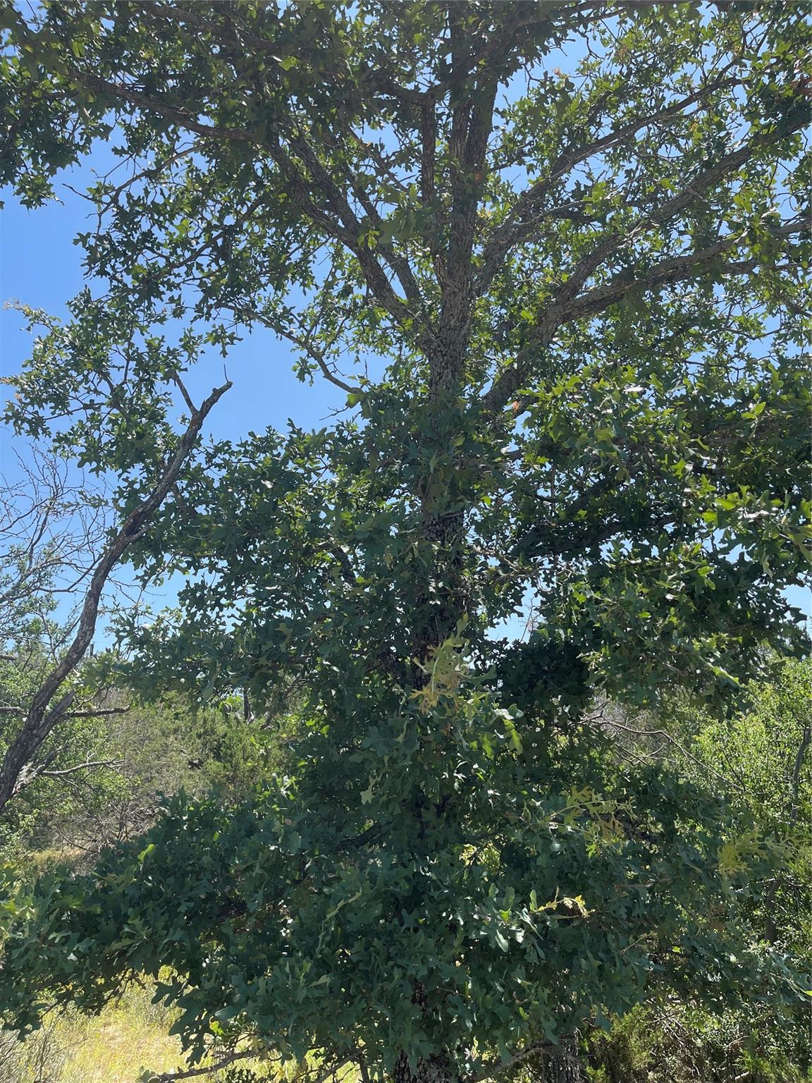 Tbd E Castlelakes Drive Granite Shoals TX 78654