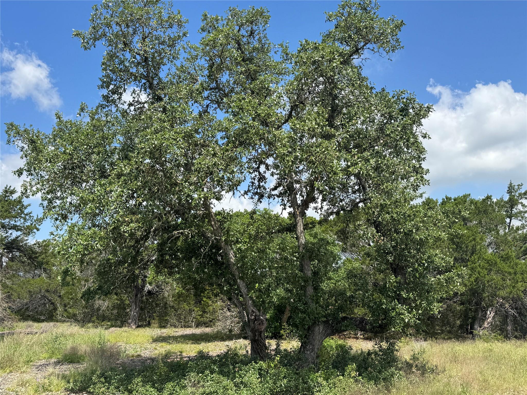 Lot 37 Riparian Elm Road Bertram TX 78605