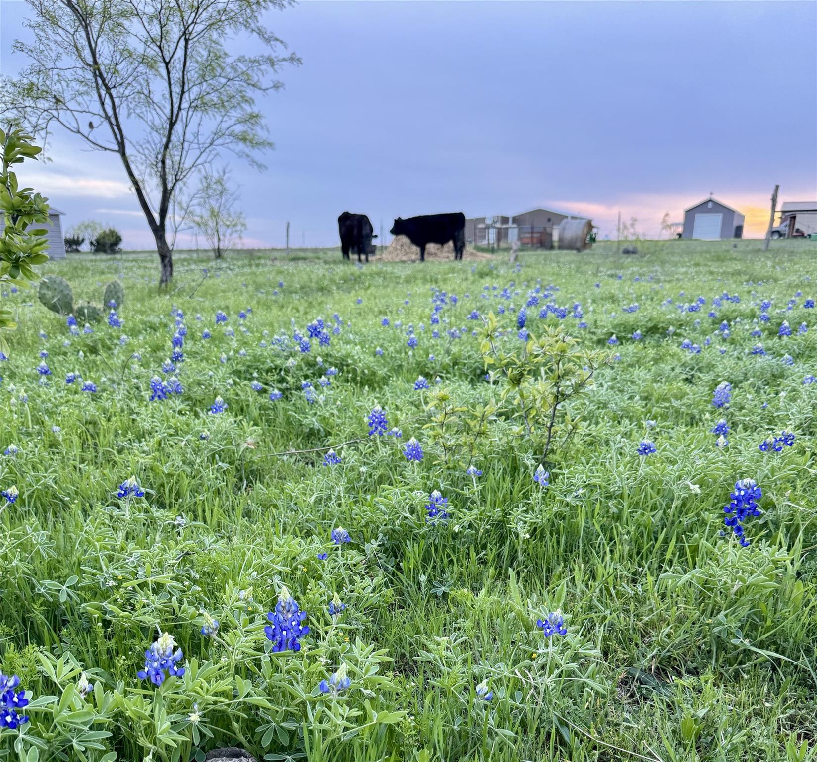2332 County Road 2109 Lometa TX 76853