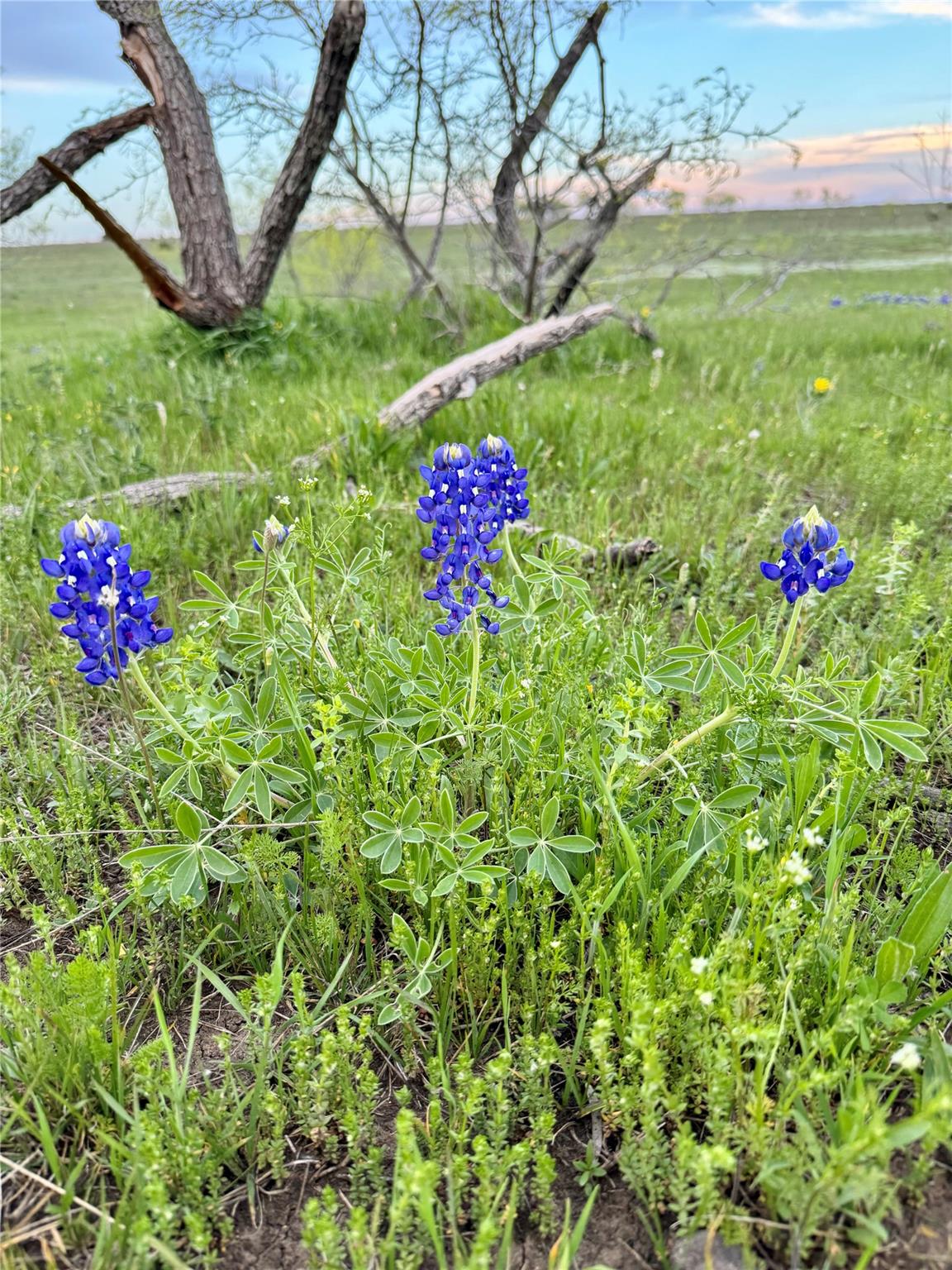 2332 County Road 2109 Lometa TX 76853