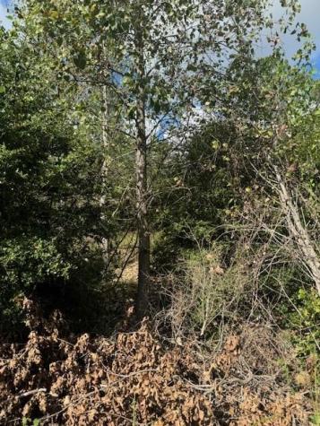 Lot 1338 Tahitian Drive Bastrop TX 78602