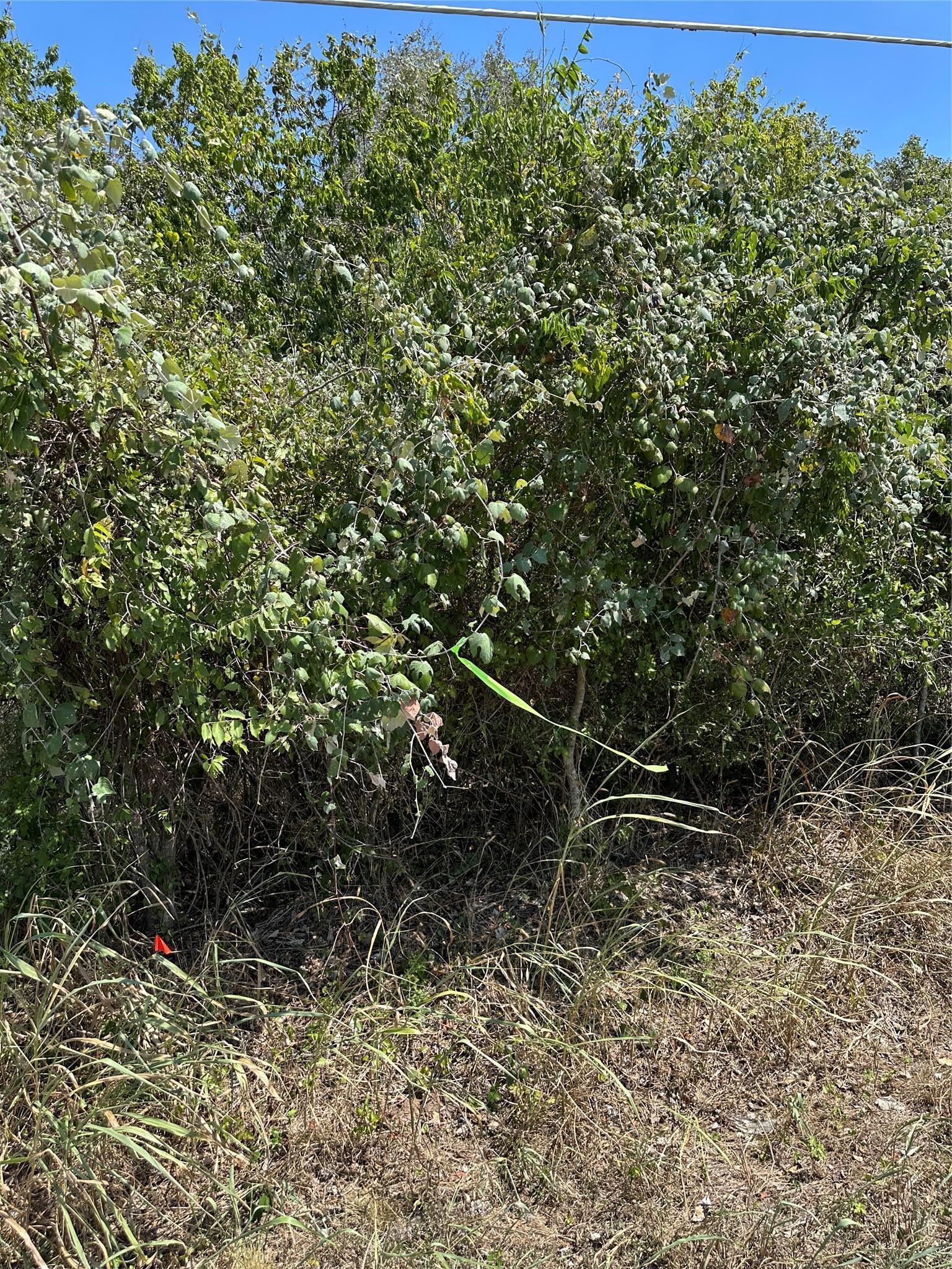 Tbd Pine Hill Loop Bastrop TX 78602