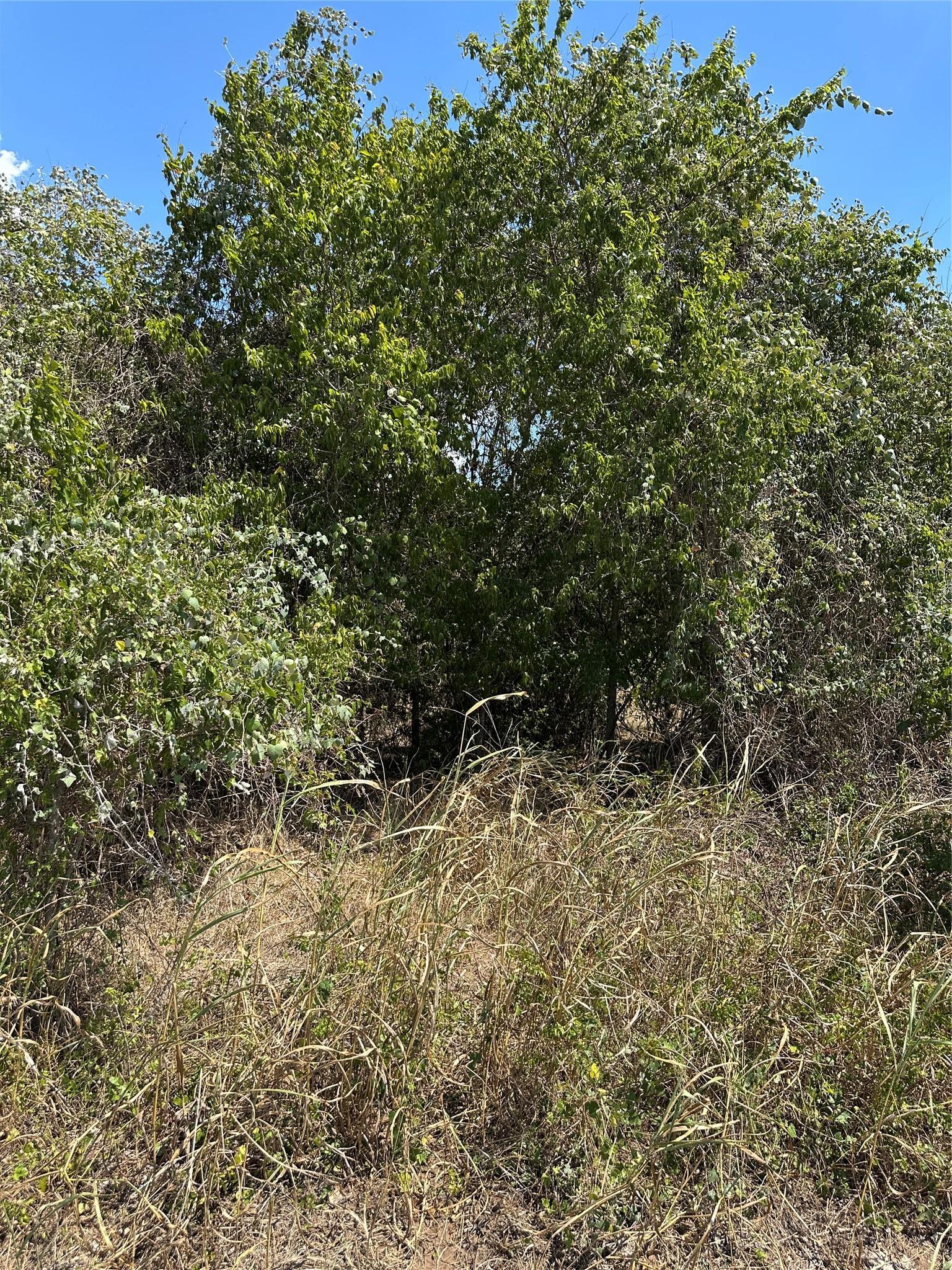 Tbd Pine Hill Loop Bastrop TX 78602