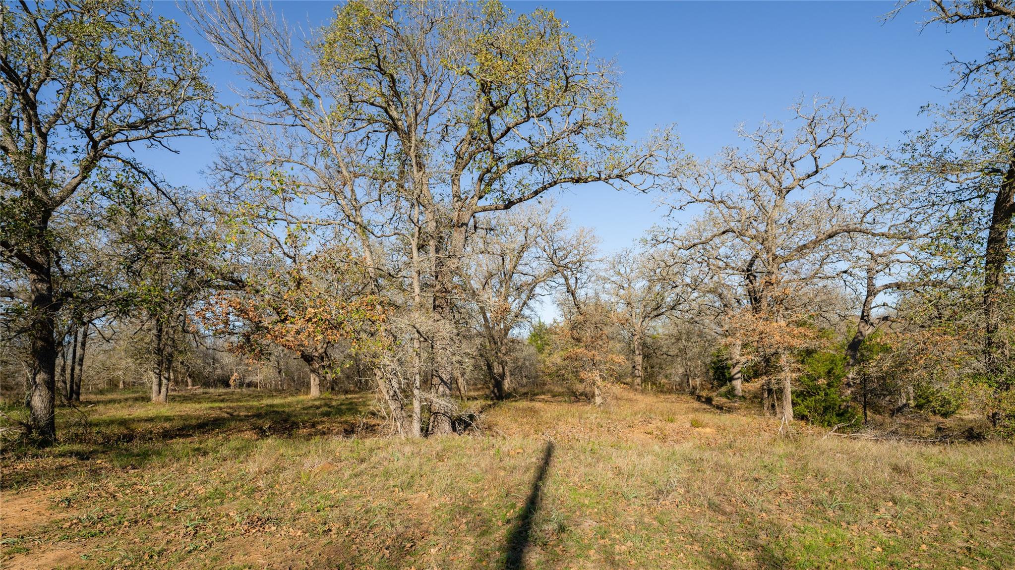 199 Azalea Court Dale TX 78616