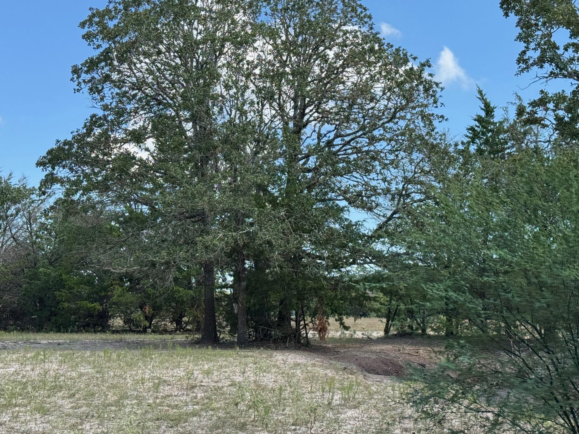 13115 Schoenemann Road Carmine TX 78932