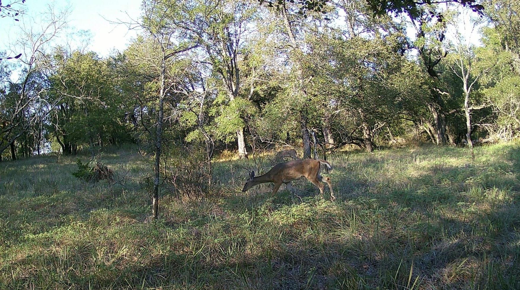 1975 Buffalo Creek Drive Evant TX 76525