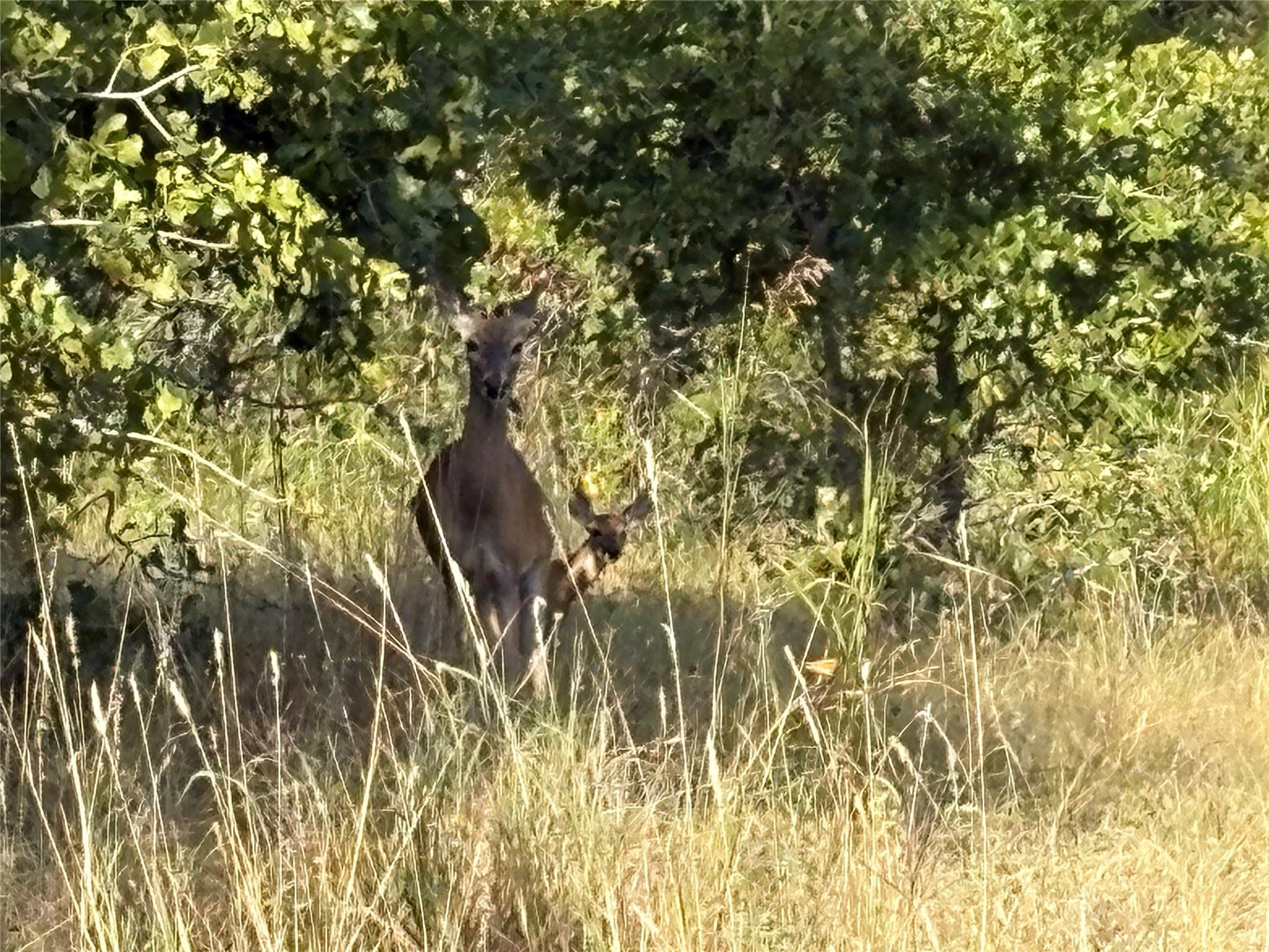 Tbd Kimo Court Bastrop TX 78602