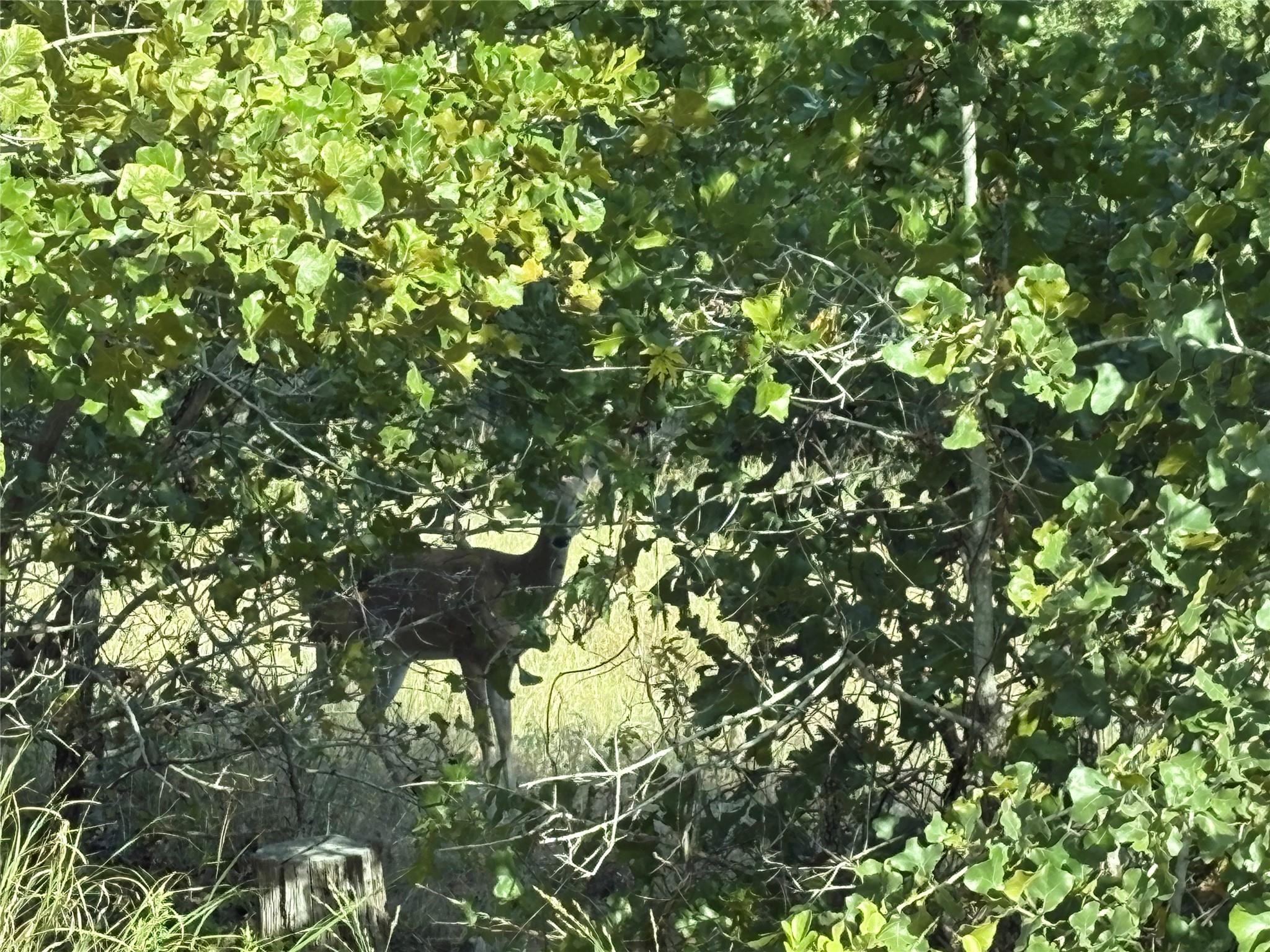 Tbd Kimo Court Bastrop TX 78602