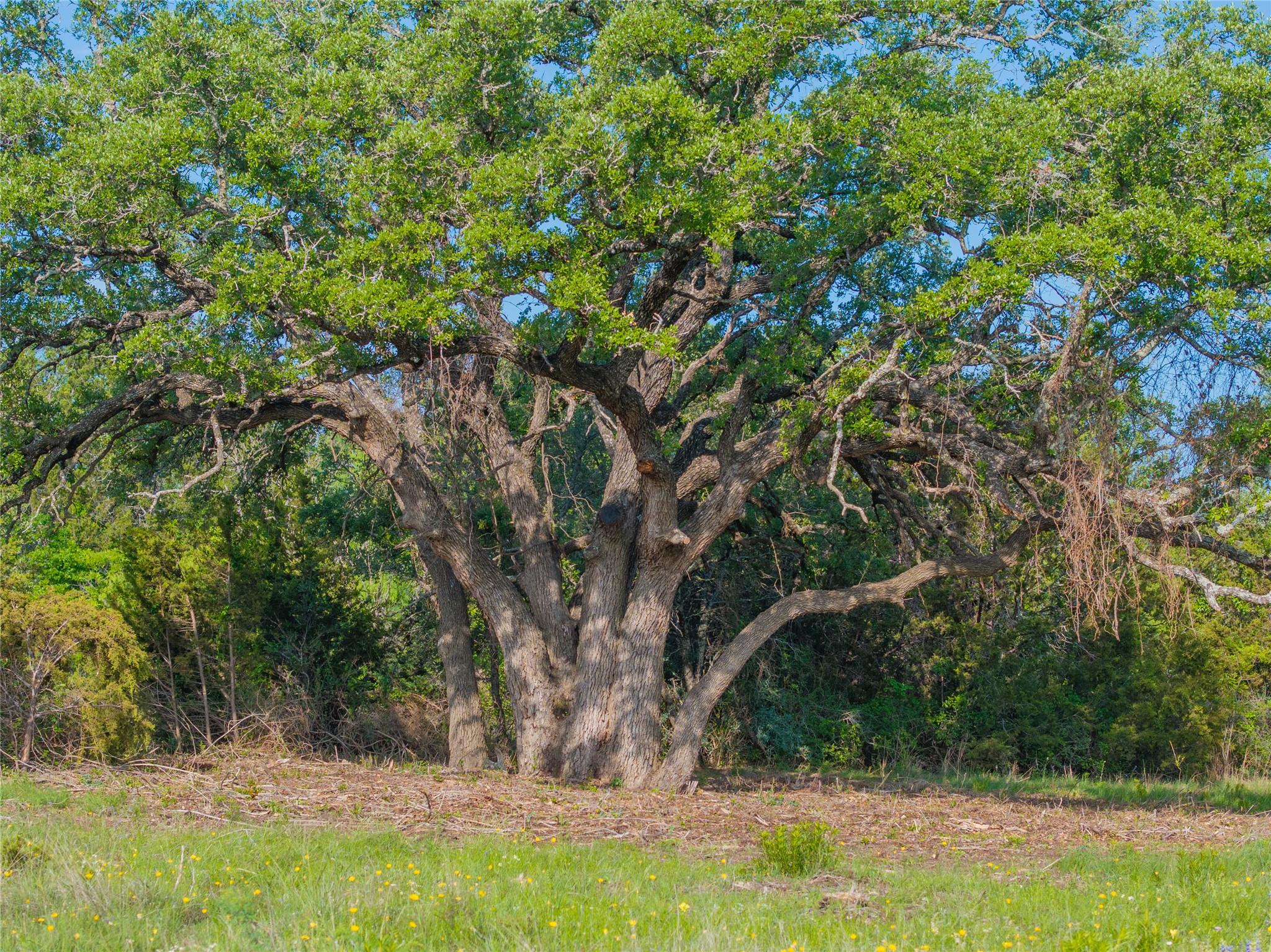 000 Cr103 Burnet TX 76550