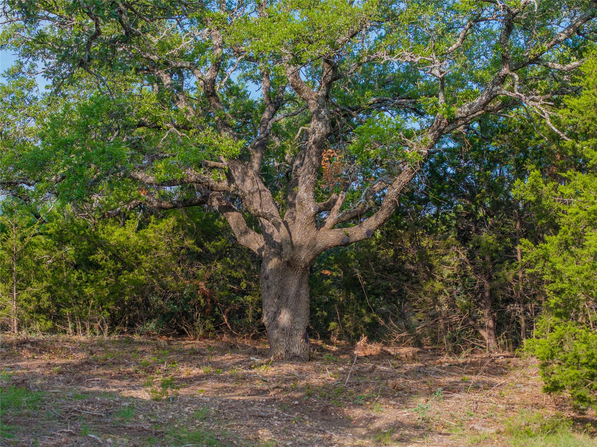 000 Cr103 Burnet TX 76550