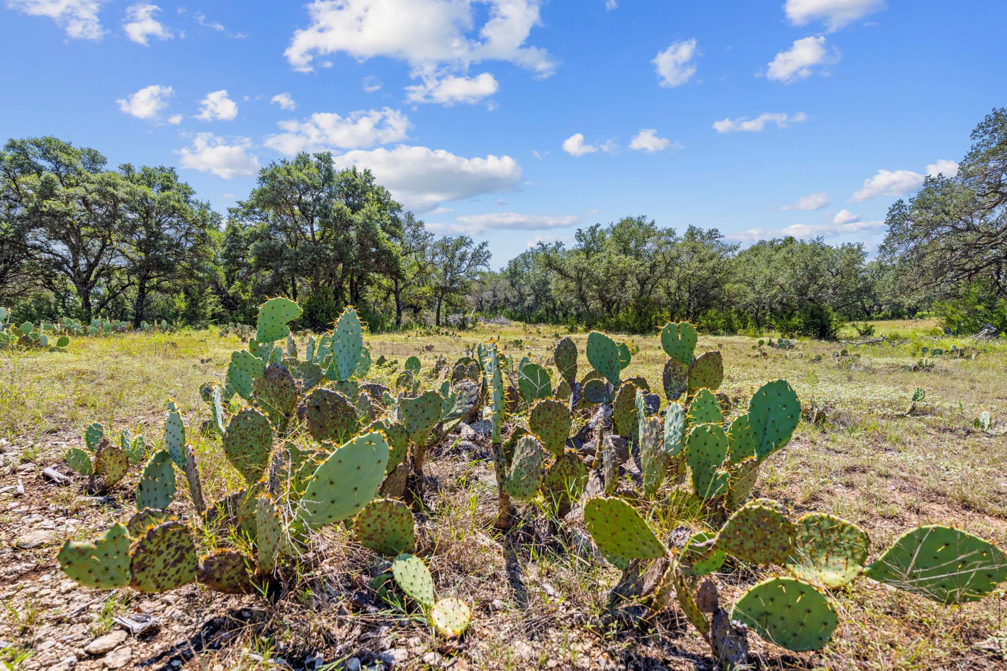 Lot 170 Heartleaf Drive Lampasas TX 76550