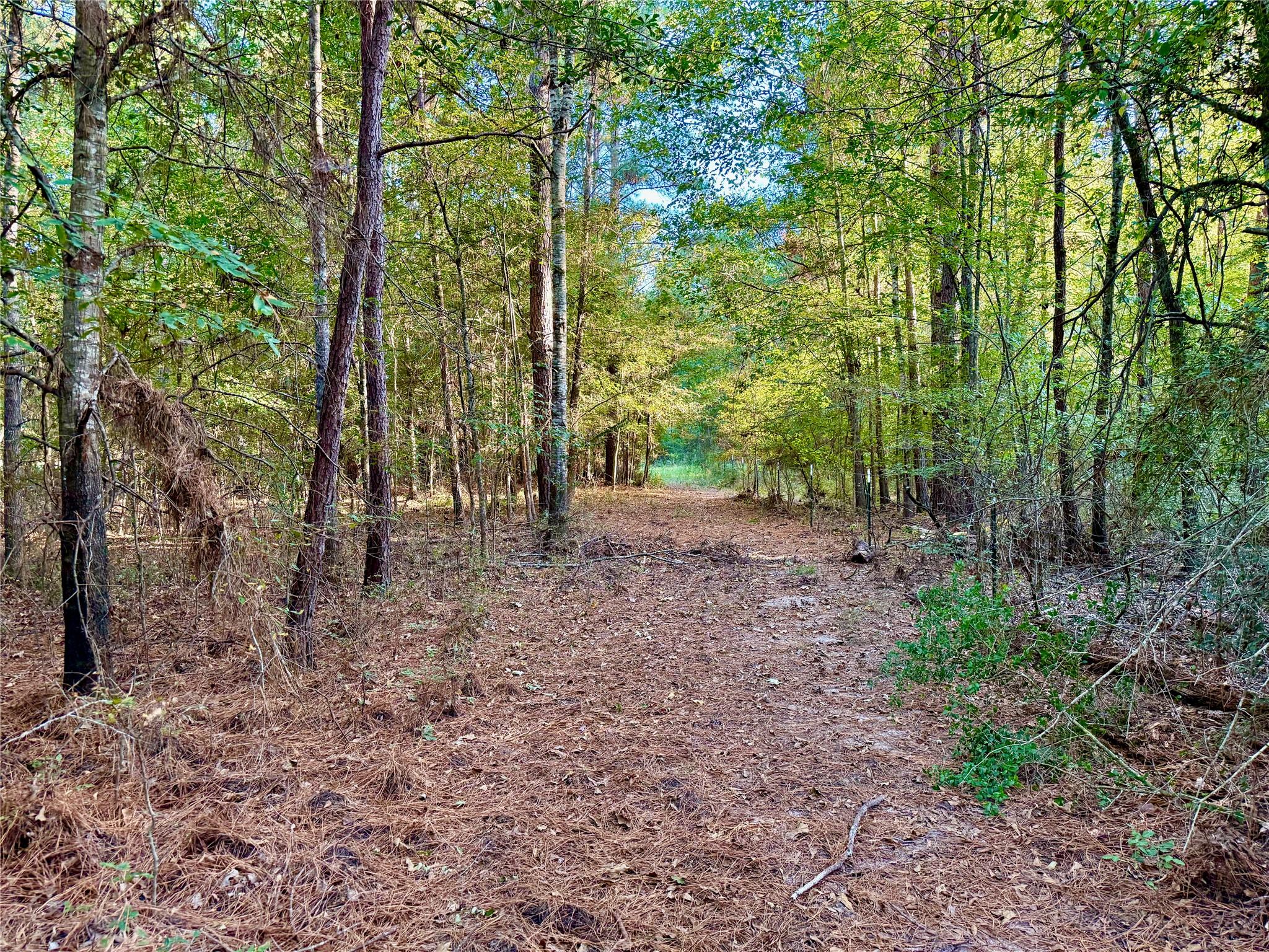 Tbd County Road 4025 Lovelady TX 75851