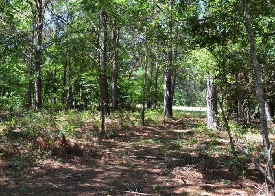 Tbd County Road 4025 Lovelady TX 75851