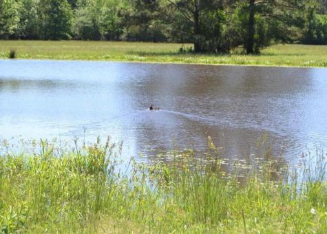 Tbd County Road 4025 Lovelady TX 75851