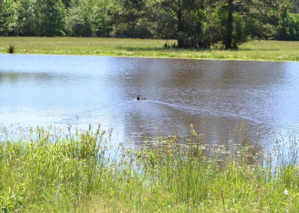 Tbd County Road 4025 Lovelady TX 75851