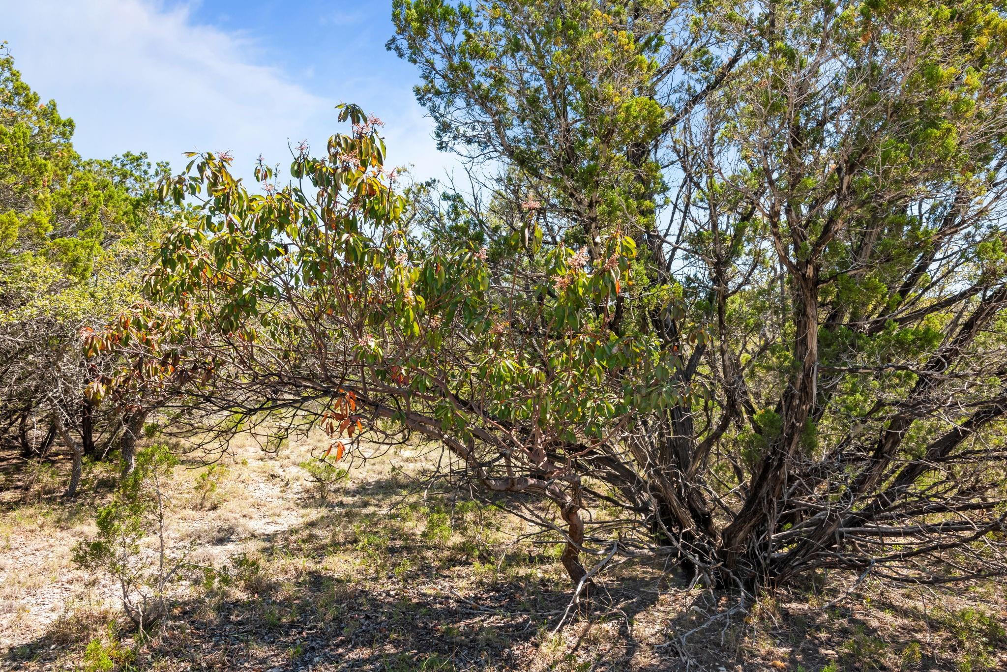 1725 Cripple Creek Station Dripping Springs TX 78620