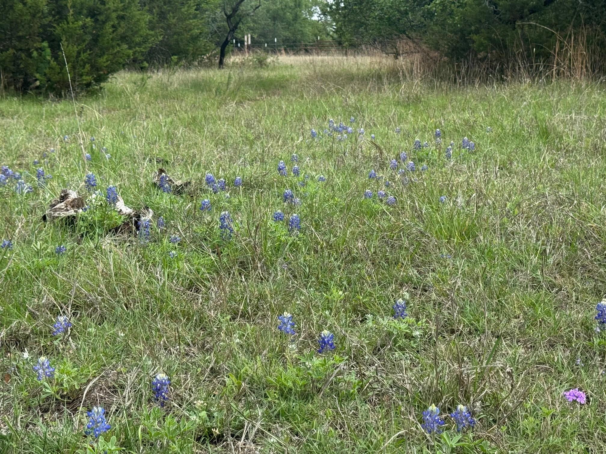 Lot 41 Maverick Way Briggs TX 78608