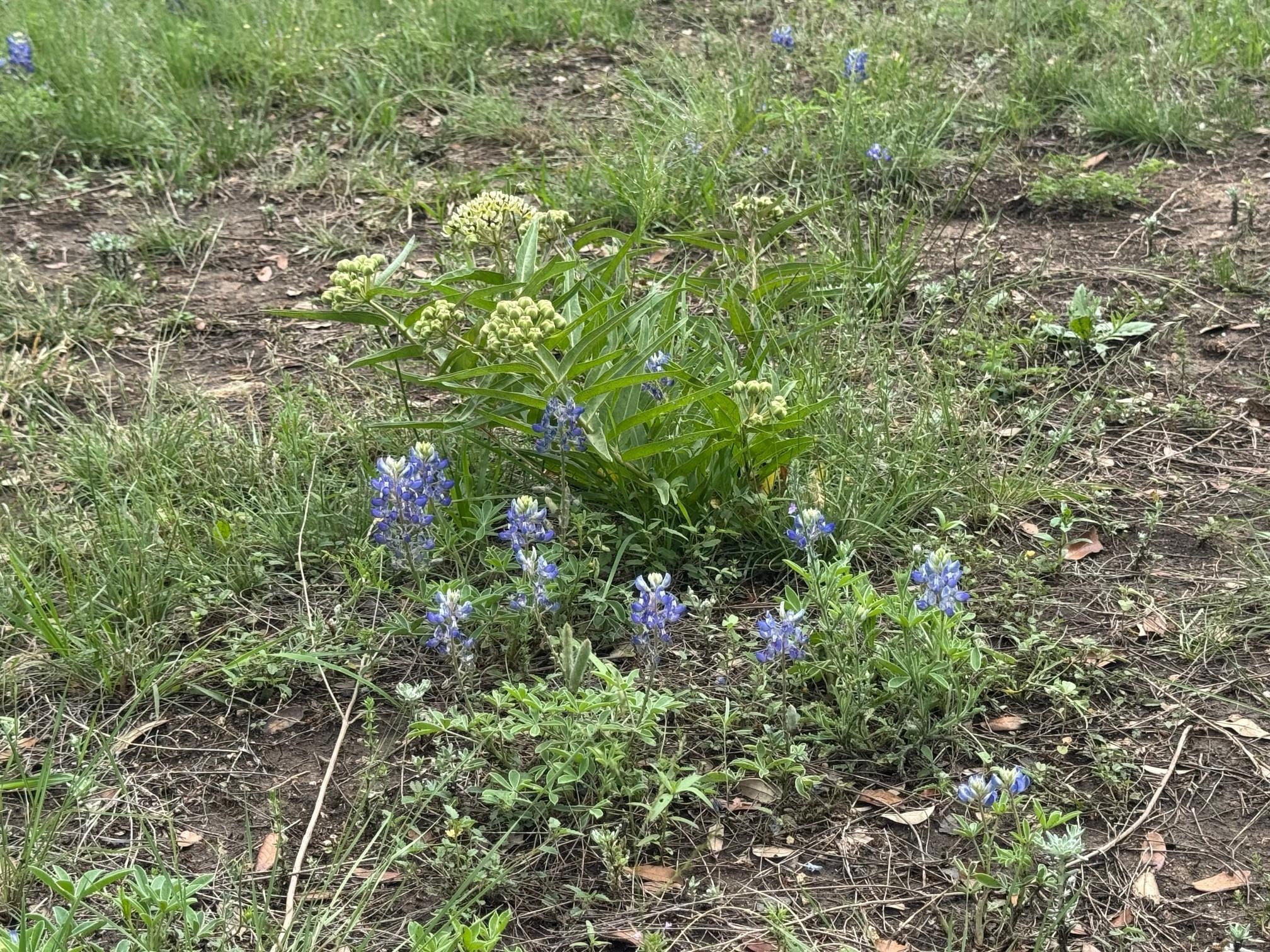 Lot 41 Maverick Way Briggs TX 78608