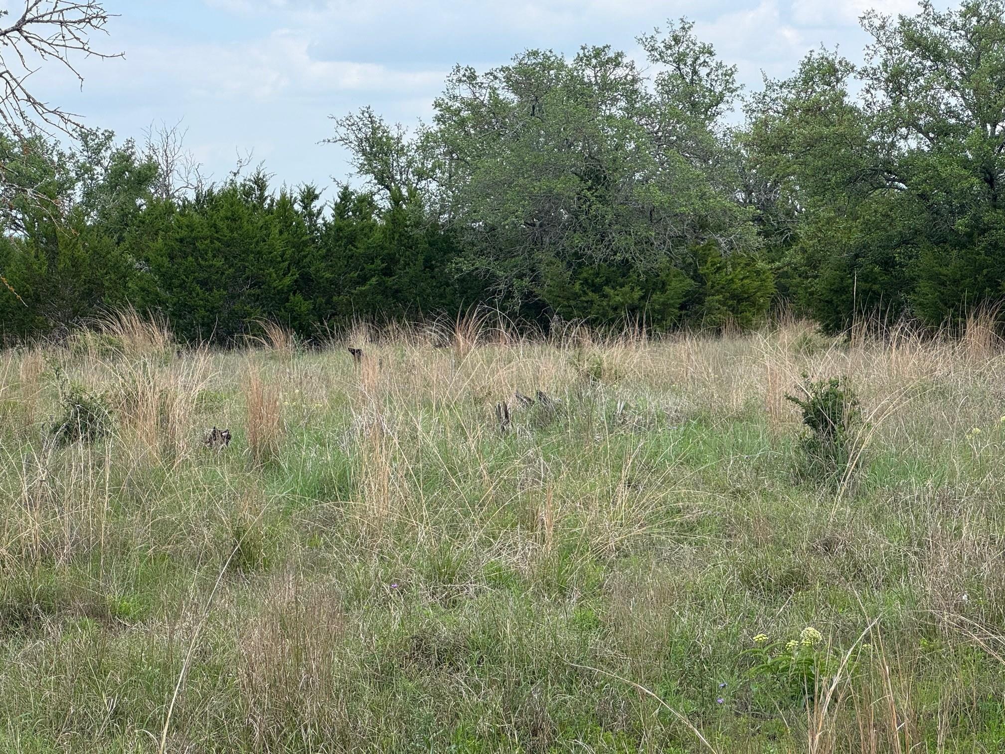 Lot 41 Maverick Way Briggs TX 78608