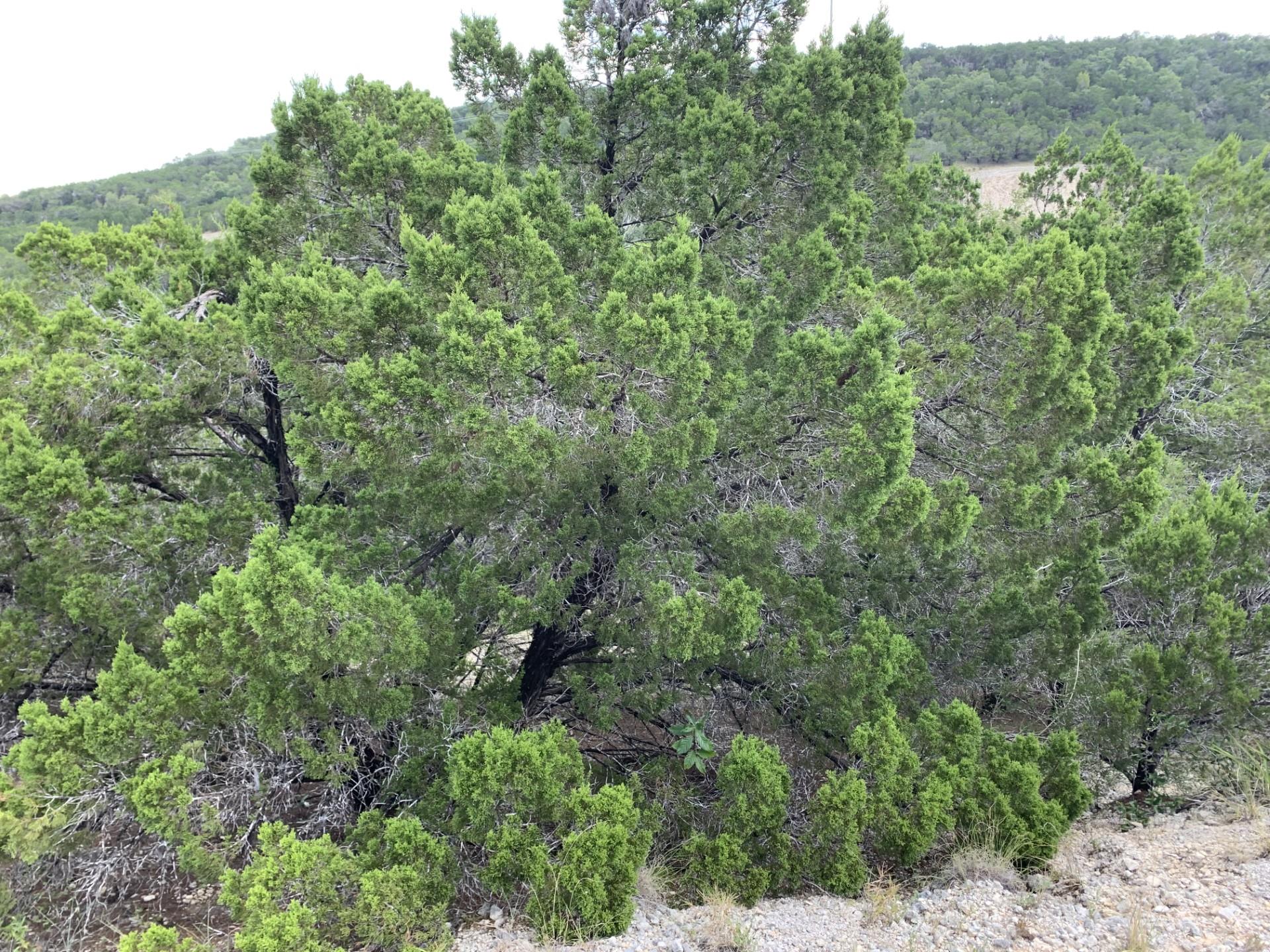 8607 Teton Pass Lago Vista TX 78645