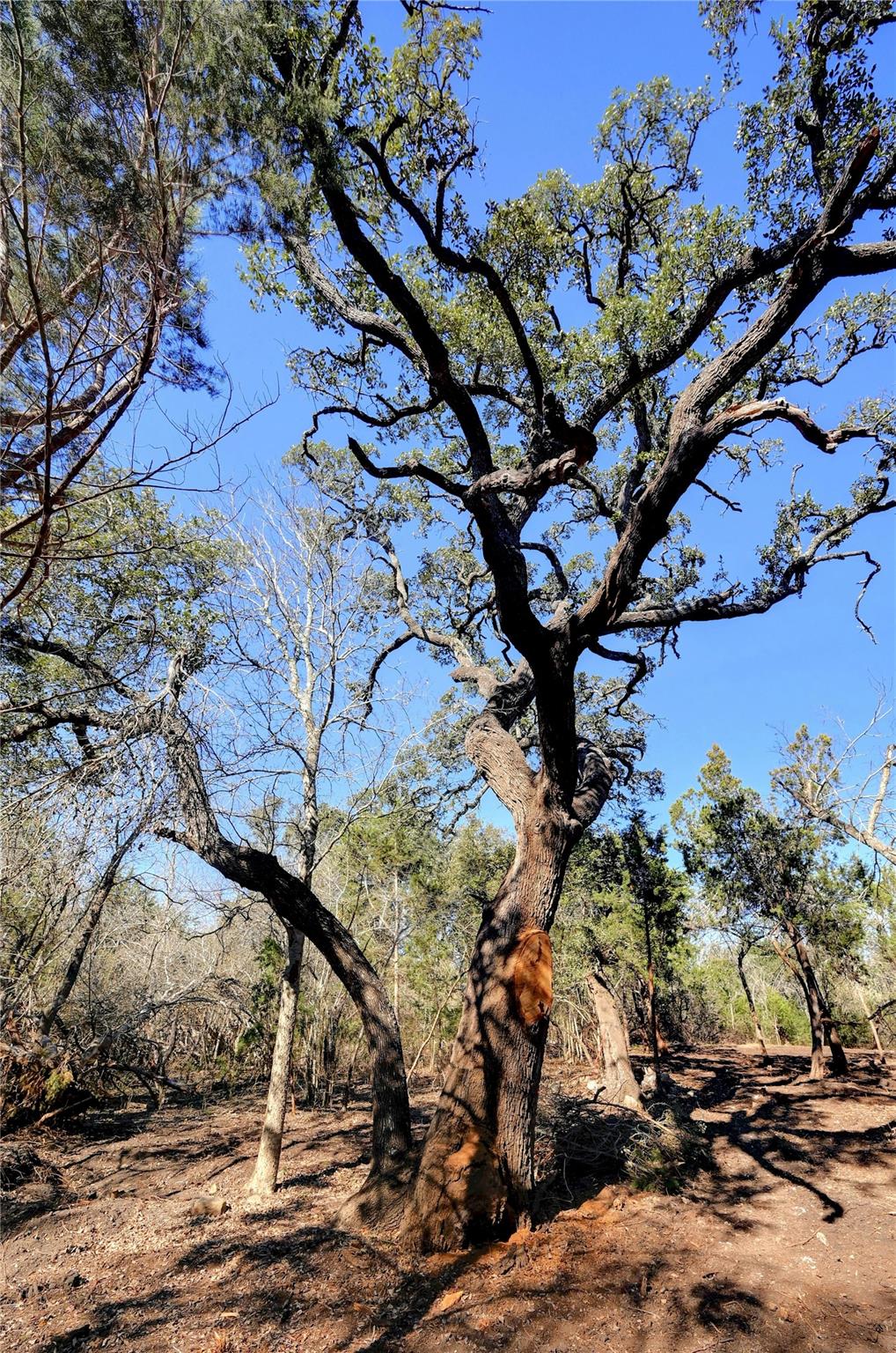 Lot A Ranch Road 165 Road Blanco TX 78606
