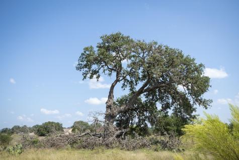 Tbd ( Lot 734) Salt Grass Trail Bandera TX 78003