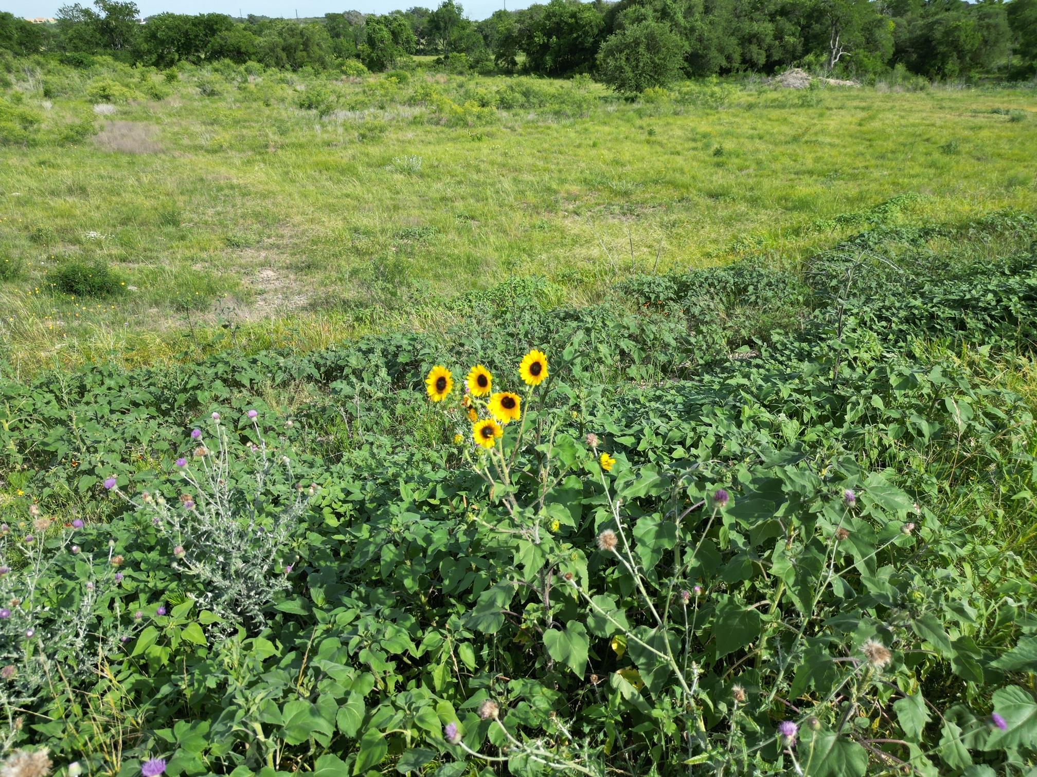 Lot 30 Serenity Drive Bertram TX 78605