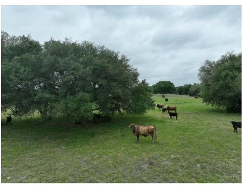 Lot 1 Tbd County Road 127 Road Ledbetter TX 78946