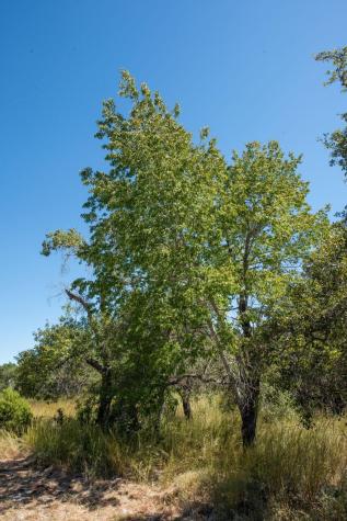 840 Forest View Drive Blanco TX 78606