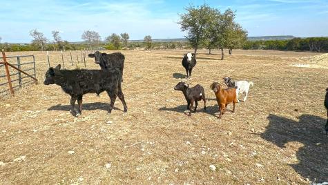 Tbd Whitetail Ridge Drive Kempner TX 76539