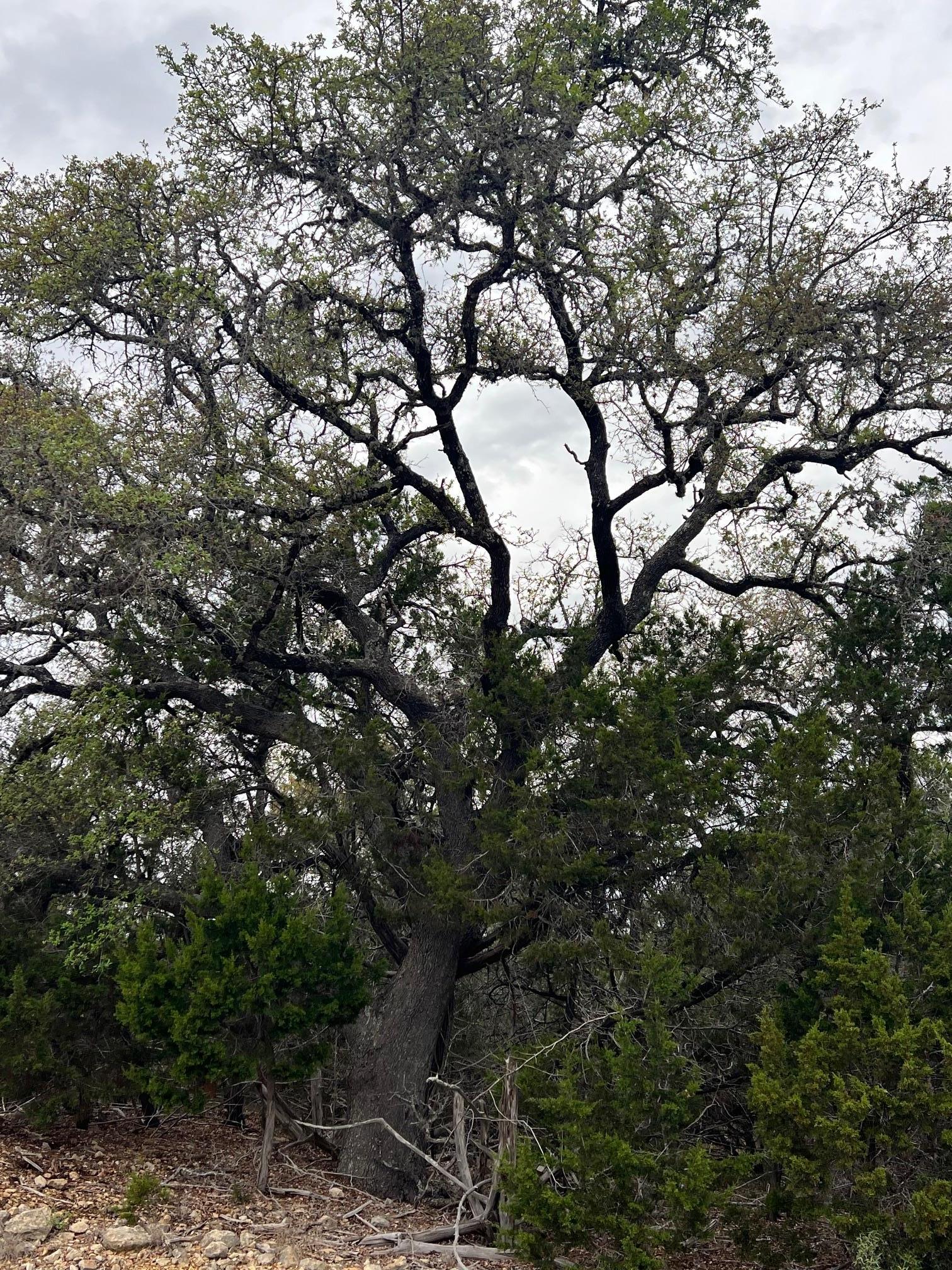 1022 Broken Spoke Canyon Lake TX 78133