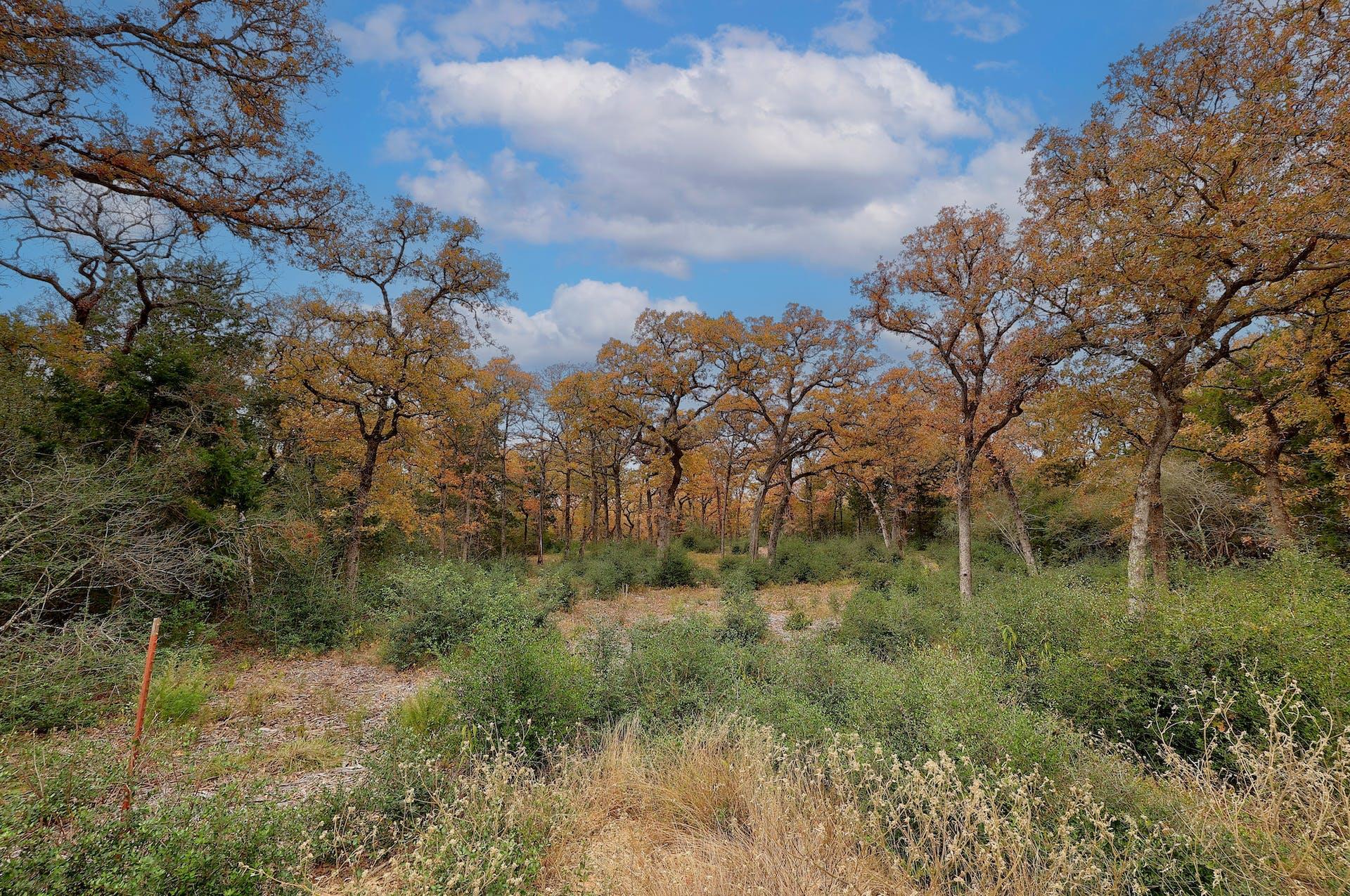 1563 County Road 312 Road Thrall TX 76578