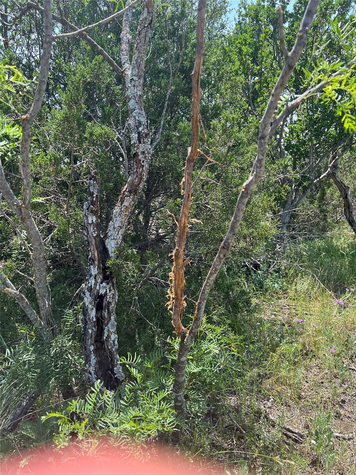 Tbd County Road 450 Rocksprings TX 78880