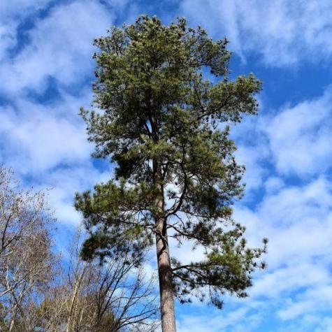 Lot 666 Honopupu Drive Bastrop TX 78602