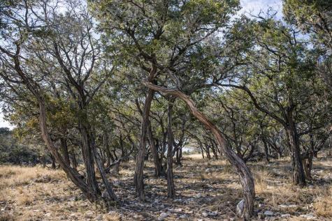 Lot 6 Gene Walker Trail Hunt TX 78024