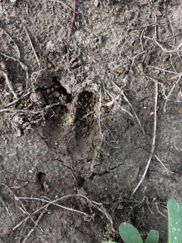 805 County Road 467 Thrall TX 76578
