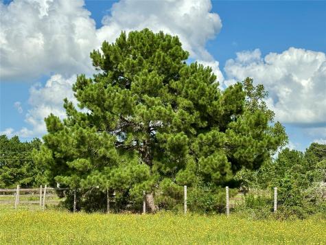 Tbd Homestead Circle Paige TX 78659